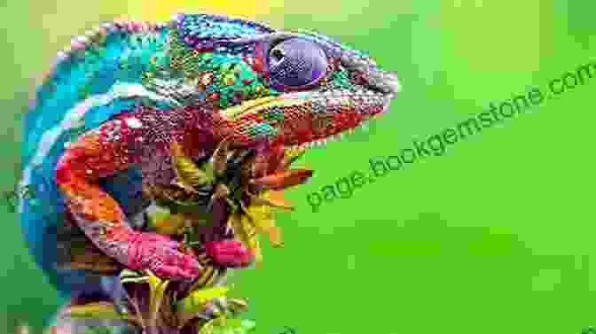 A Chameleon Changing Color To Match Its Surroundings. Nature Anatomy: The Curious Parts And Pieces Of The Natural World