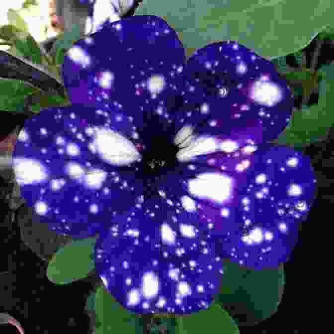 A Close Up Image Of A Vibrant Flower, Its Petals Resembling A Galaxy Of Stars. The Actual Star: A Novel
