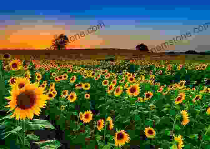 A Field Of Sunflowers In The Dominican Republic Dominican Republic Travel Guide With 100 Landscape Photos