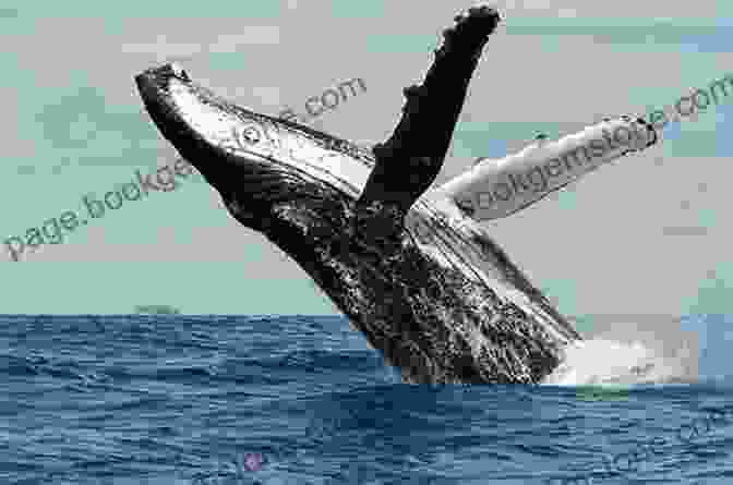 A Humpback Whale Breaches The Surface Of The Water, Its Tail Fluke Visible In The Air. Up The Strait (Coastal British Columbia Stories 3)