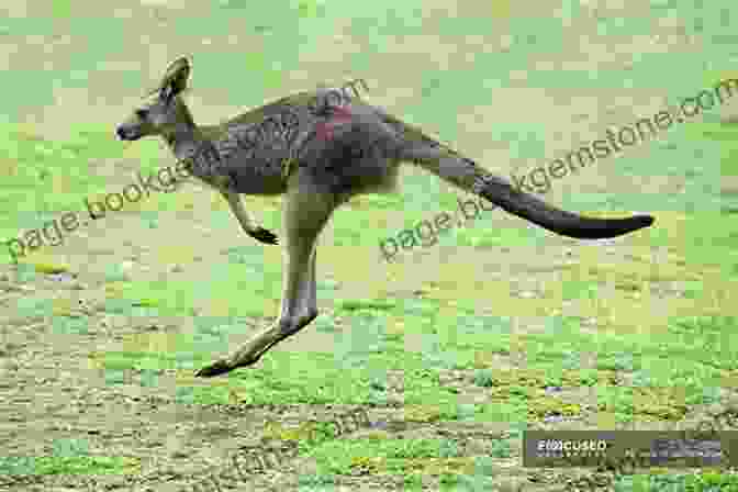 A Kangaroo Hopping Through A Field Australia: 53 Fascinating Facts For Kids: Facts About Australia