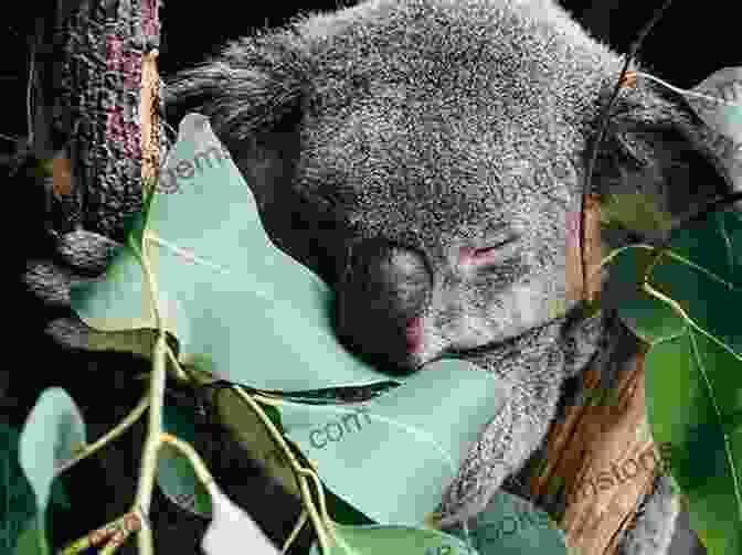 A Koala Sleeping In A Eucalyptus Tree Australia: 53 Fascinating Facts For Kids: Facts About Australia