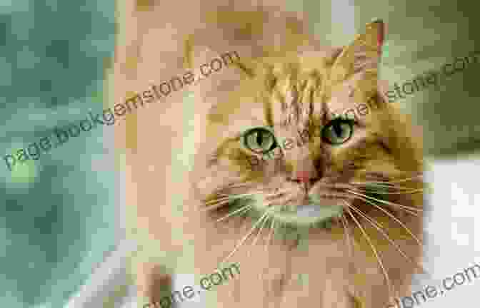 A Large, Ginger Tabby Cat With Bushy Fur And Piercing Green Eyes, Representing Crookshanks From J.K. Rowling's Harry Potter Series. Cosmic Cats Fantastic Furballs: Fantasy And Science Fiction Stories With Cats