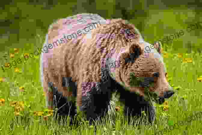A Magnificent Grizzly Bear Showcases The Rich Wildlife Of The Canadian Backwoods. The Backwoods Of Canada (New Canadian Library)