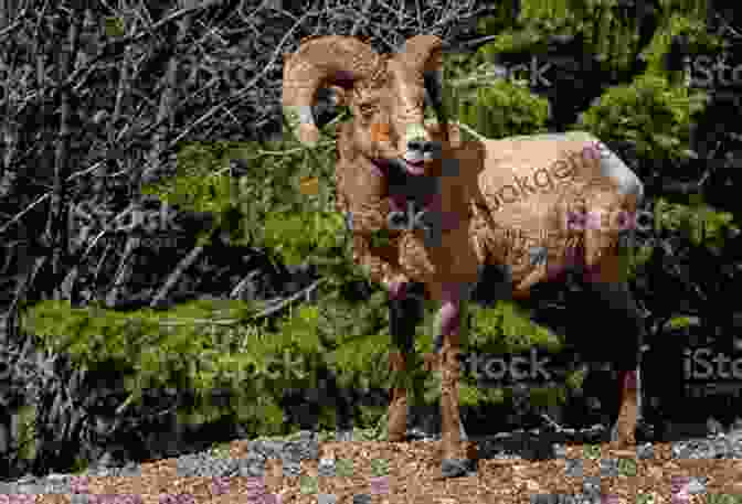 A Majestic Bighorn Sheep Roaming The Canyon's Slopes Promise Canyon (Virgin River 13)