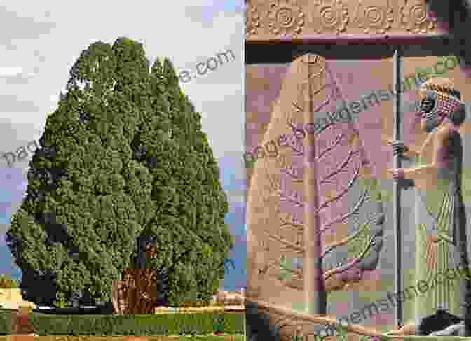 A Majestic Cypress Tree, Revered In Iranian Mythology As A Symbol Of Mourning And Resilience, Representing The Enduring Spirit Even In The Face Of Adversity Poets And Pahlevans: A Journey Into The Heart Of Iran (Myths)