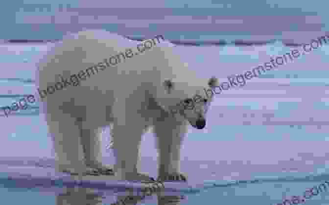 A Polar Bear Standing On An Ice Floe, Its White Coat Providing Camouflage In The Arctic Wilderness The Polar Bear And The Boy: Cross The Arctic Ocean (The Rainbow Travellers 3)