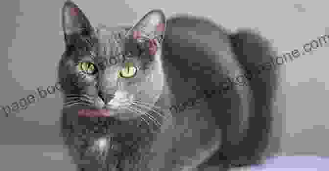 A Sleek, Silver Gray Cat With Glowing Blue Eyes, Representing The Telepathic Cats From Isaac Asimov's Foundation Series. Cosmic Cats Fantastic Furballs: Fantasy And Science Fiction Stories With Cats
