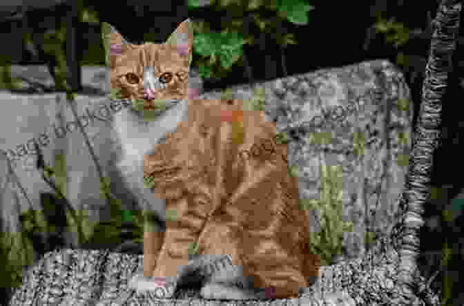 A Small, Ginger Tabby Cat With A White Belly, Representing Friday From Andy Weir's The Martian. Cosmic Cats Fantastic Furballs: Fantasy And Science Fiction Stories With Cats