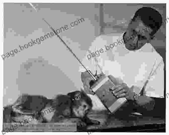 Dr. Jose Delgado Conducting Experiments On Animals, Laying The Foundation For Deep Brain Stimulation. Cuban Quest For Brain Implant Truth (Brain Implant Truth Quests 1)