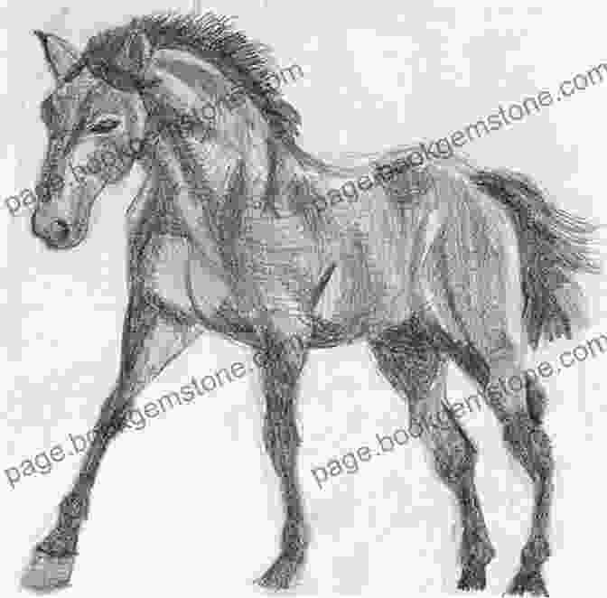 Drawing Of A Horse Draw 200 Animals: The Step By Step Way To Draw Horses Cats Dogs Birds Fish And Many More Creatures