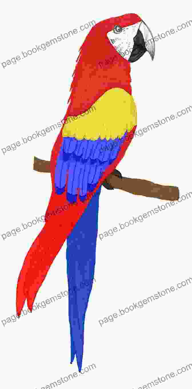 Drawing Of A Parrot How To Draw: Rainforest Animals: In Simple Steps