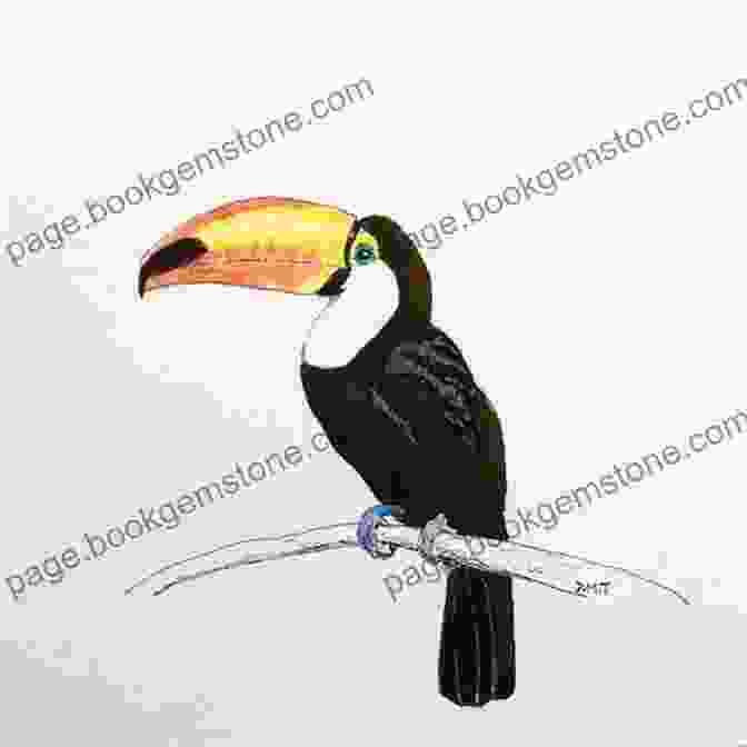 Drawing Of A Toucan How To Draw: Rainforest Animals: In Simple Steps