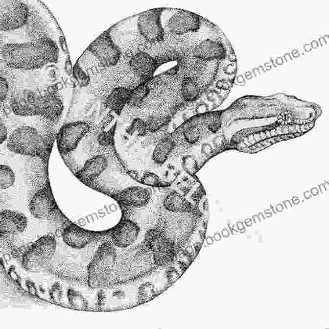 Drawing Of An Anaconda How To Draw: Rainforest Animals: In Simple Steps