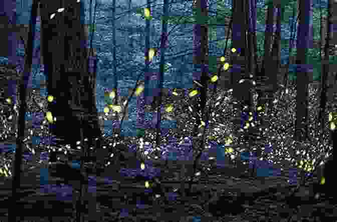 Fireflies Flashing Their Lights To Attract Mates. Nature Anatomy: The Curious Parts And Pieces Of The Natural World