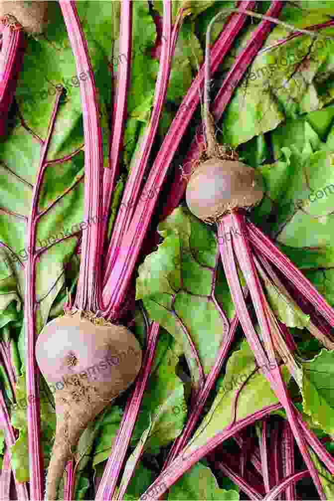 Freshly Picked Beetroot Leaves Food Anatomy: The Curious Parts Pieces Of Our Edible World