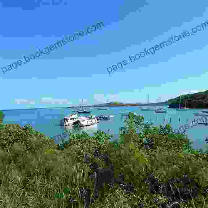 Salt River Bay National Historical Park And Ecological Preserve, St. Croix Best Dives Of The Virgin Islands