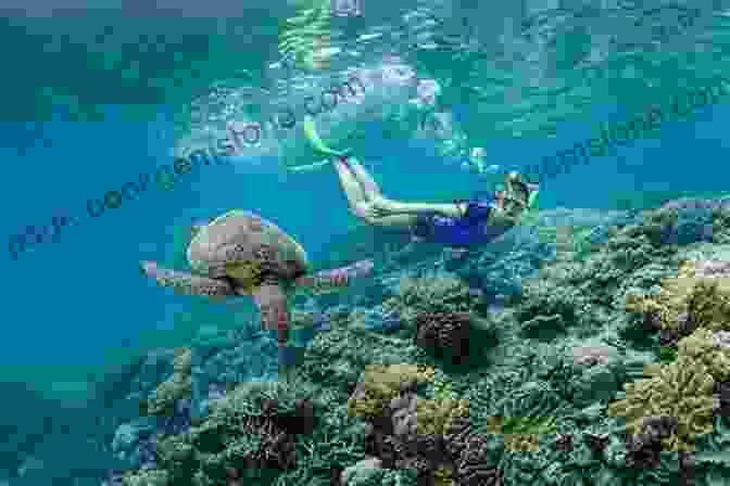Steve Kaffen Snorkeling In The Great Barrier Reef Australia Adventures And Encounters Steve Kaffen