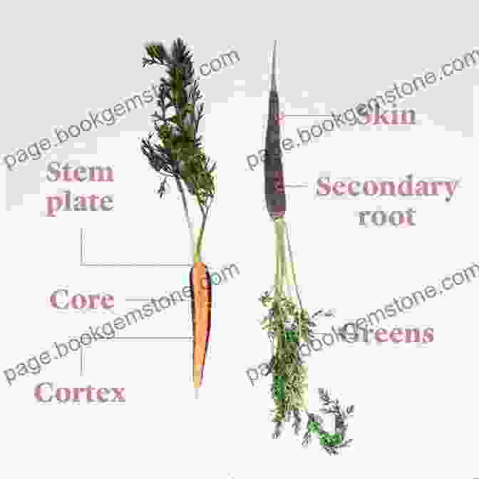 Vibrant Carrot Tops Food Anatomy: The Curious Parts Pieces Of Our Edible World